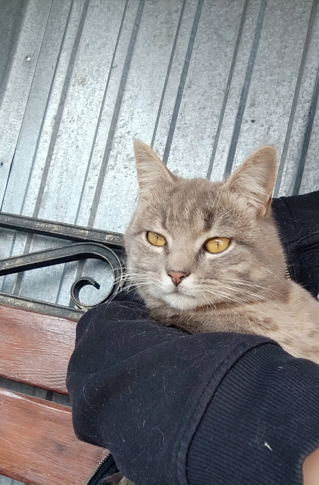 Пропала кошка в Курске — фото объявления