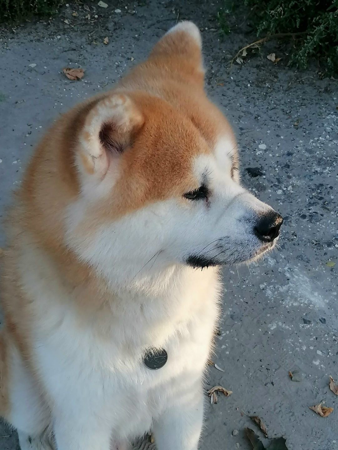 Найдена собака в Курске — фото объявления