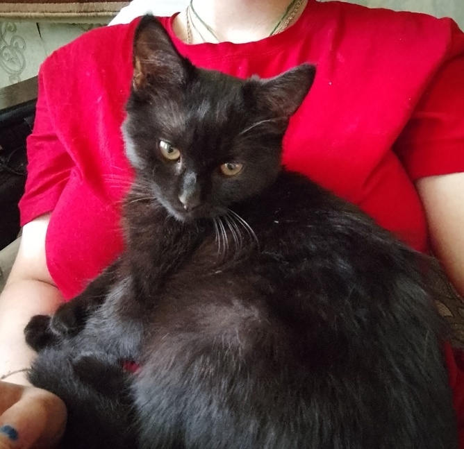 Пропала кошка в Курске — фото объявления