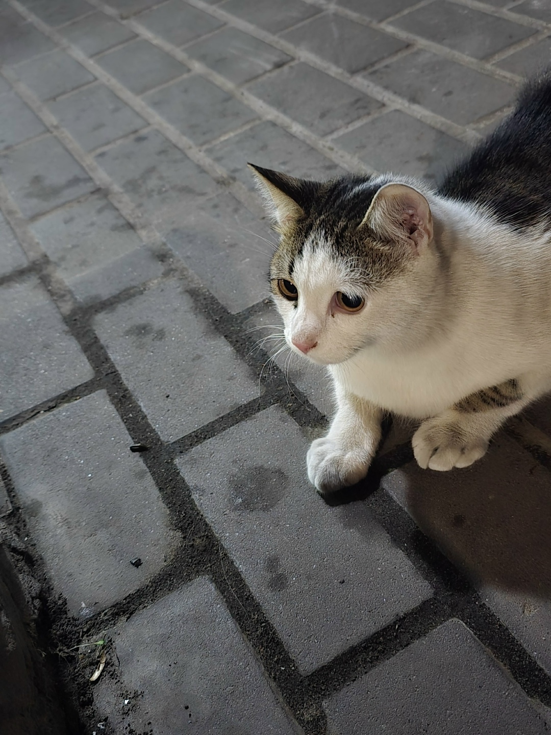 Найдена кошка в Курске — фото объявления