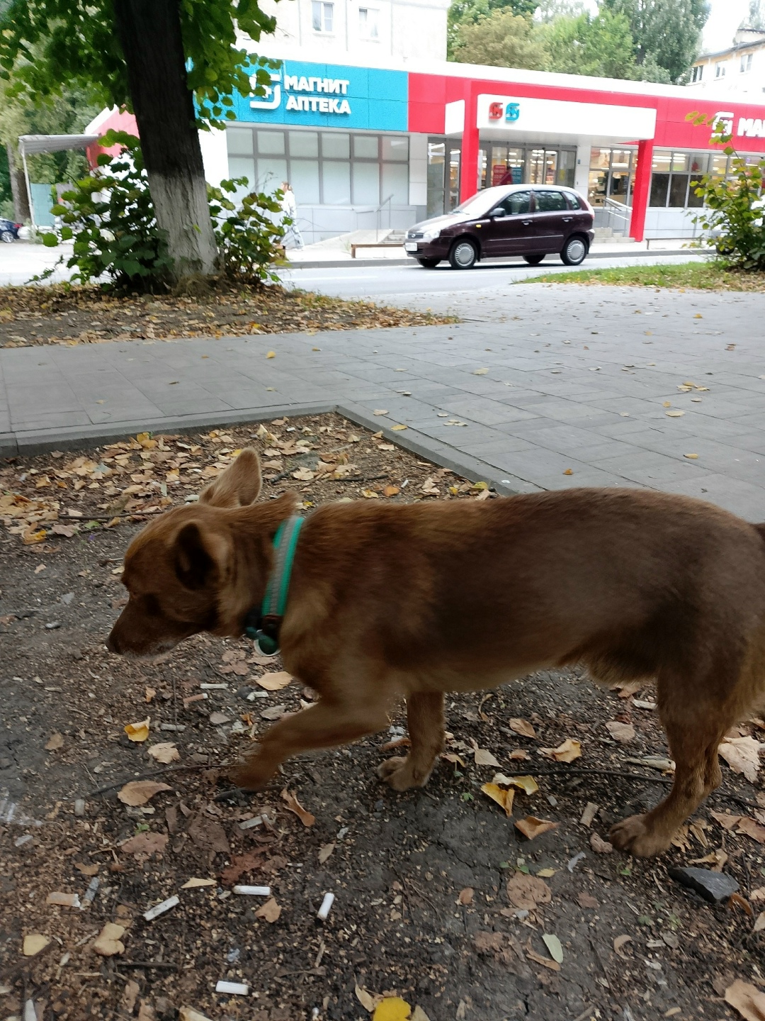 Найдена собака в Курске — фото объявления