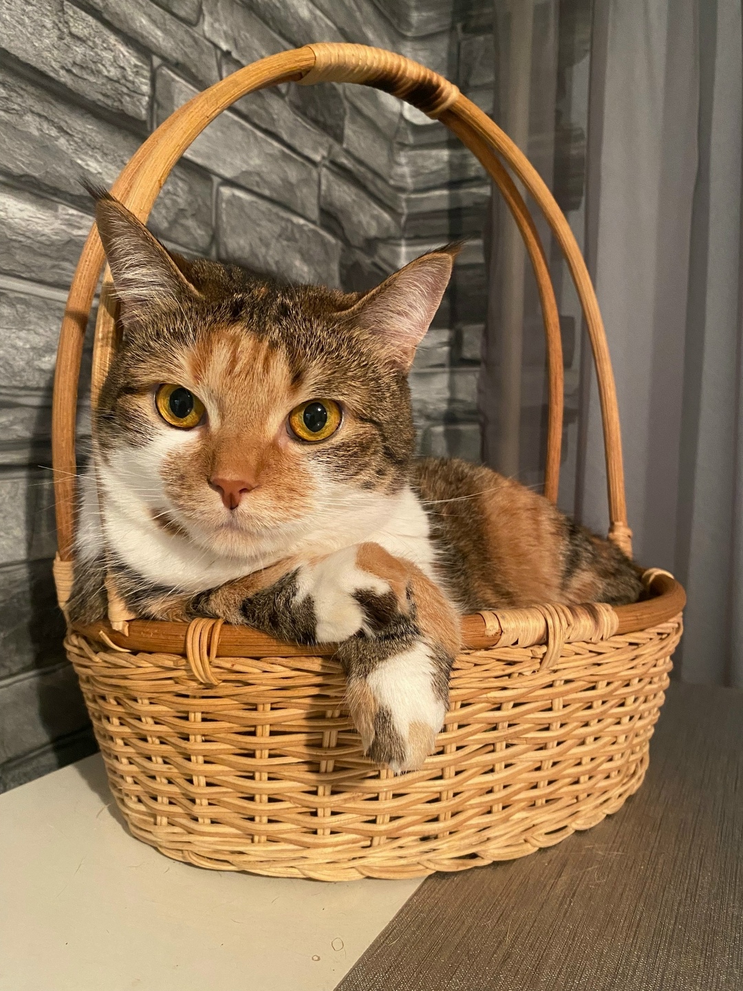 Пропала кошка в Курске — фото объявления