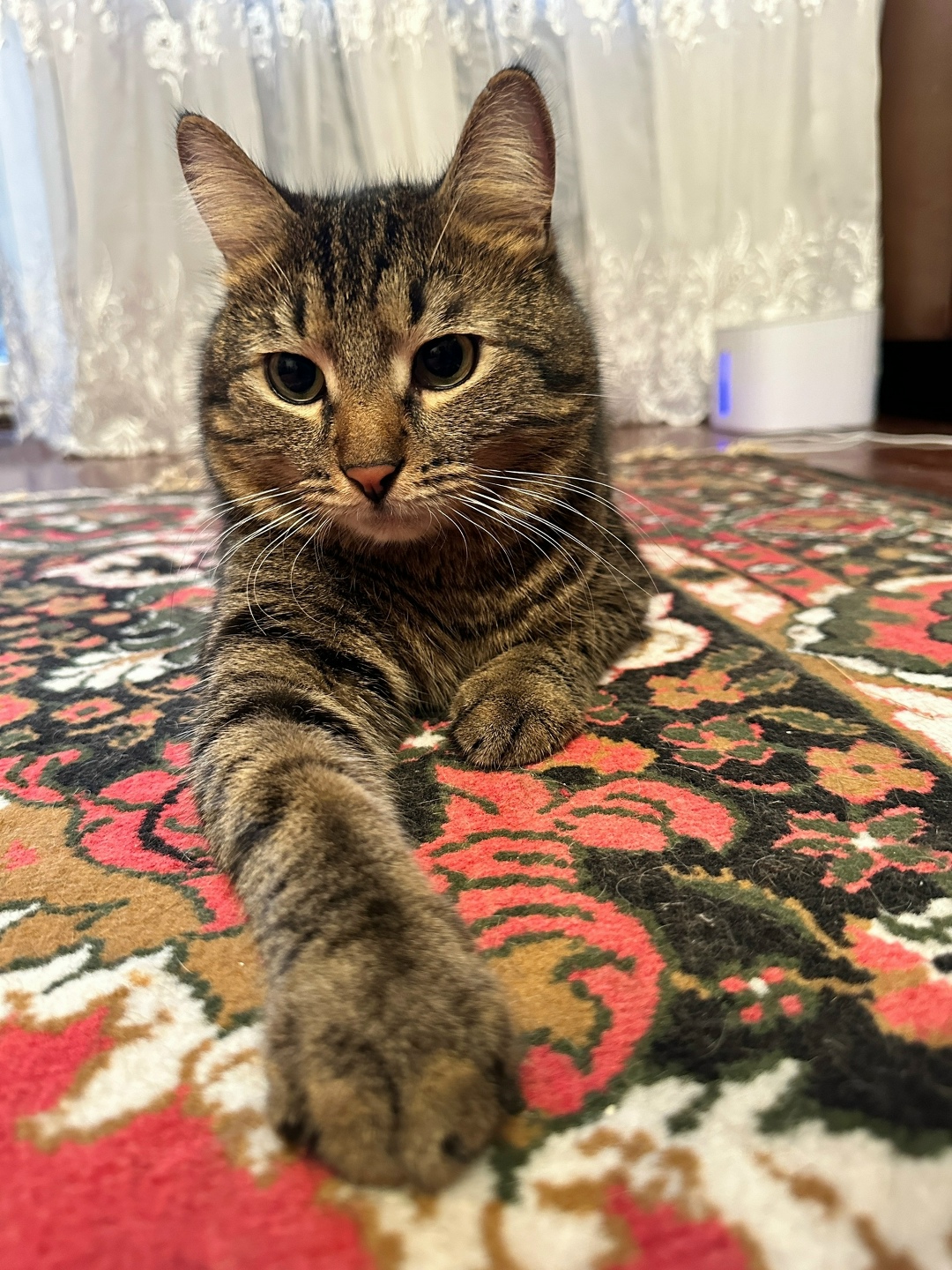 Пропала кошка в Курске — фото объявления