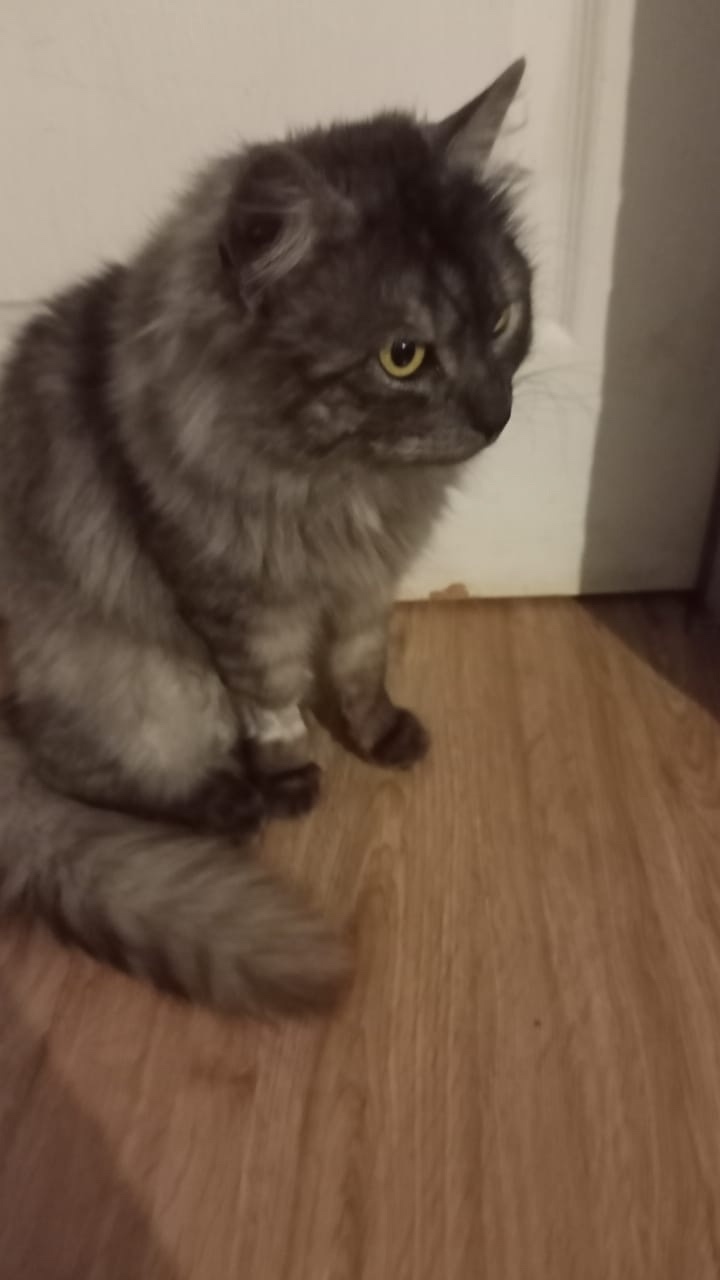 Пропала кошка в Курске — фото объявления