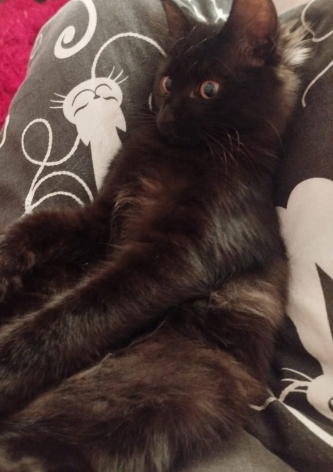 Пропала кошка в Курске — фото объявления