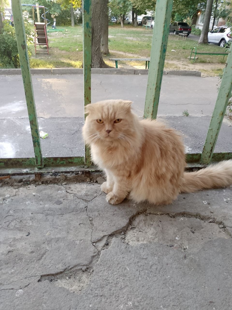 Найдена кошка в Курске — фото объявления