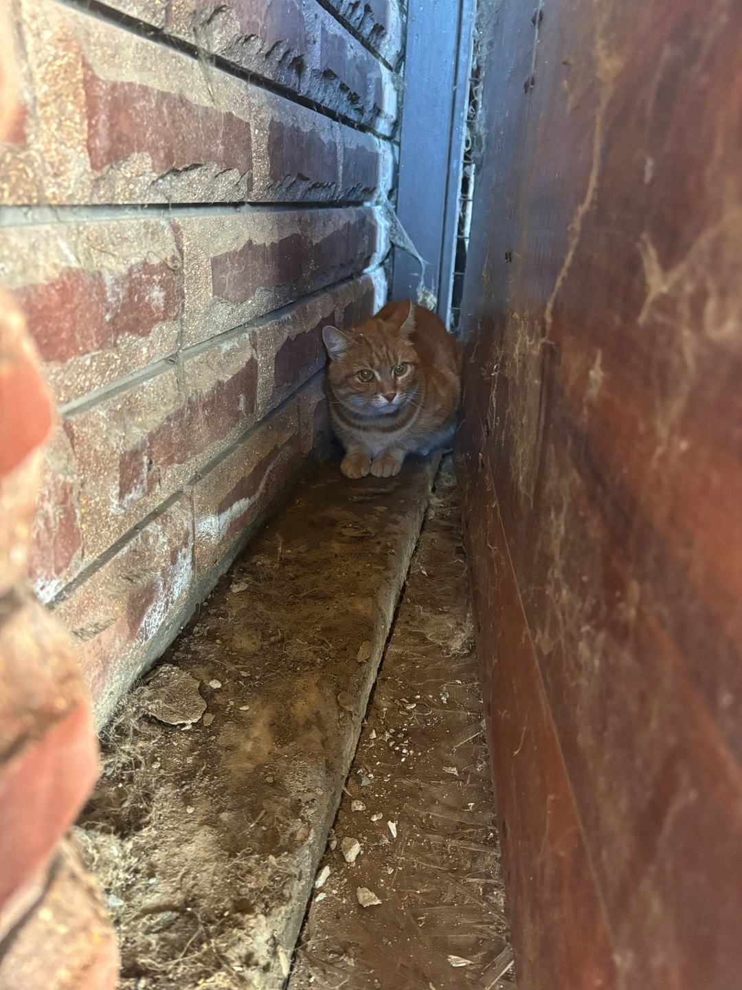 Найдена собака в Курске — фото объявления