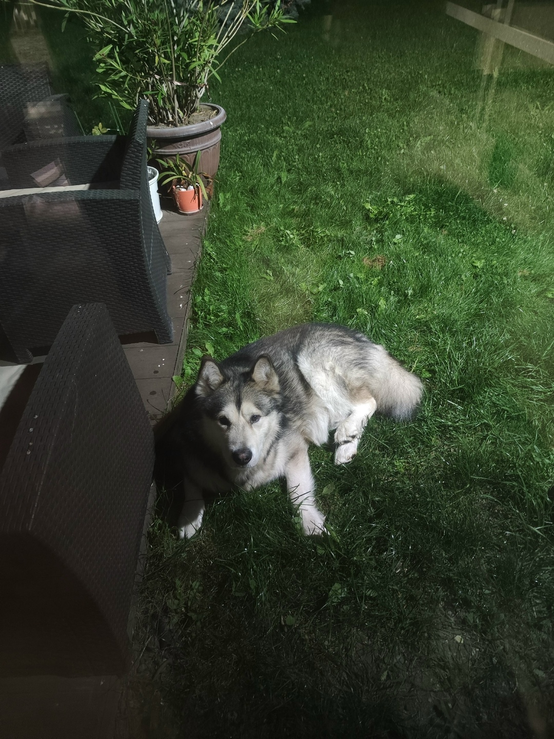 Найдена собака в Курске — фото объявления