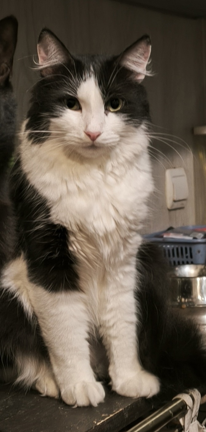 Пропала кошка в Курске — фото объявления