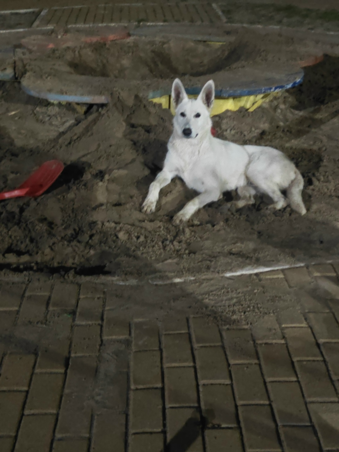 Найдена собака в Курске — фото объявления