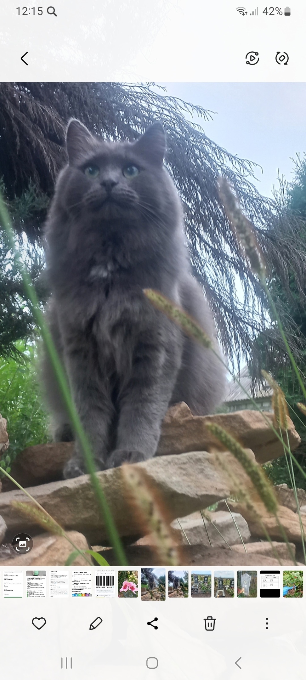 Пропала кошка в Курске — фото объявления