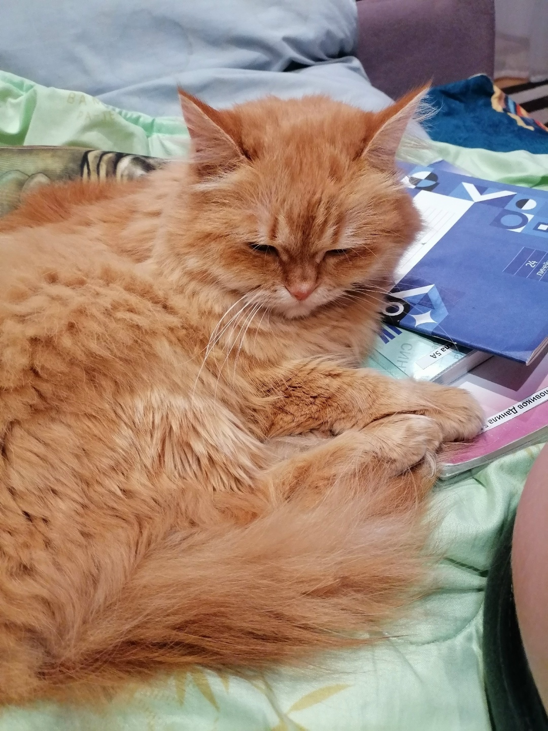 Пропала кошка в Курске — фото объявления