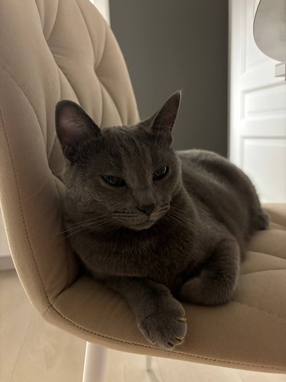 Пропала кошка в Курске — фото объявления