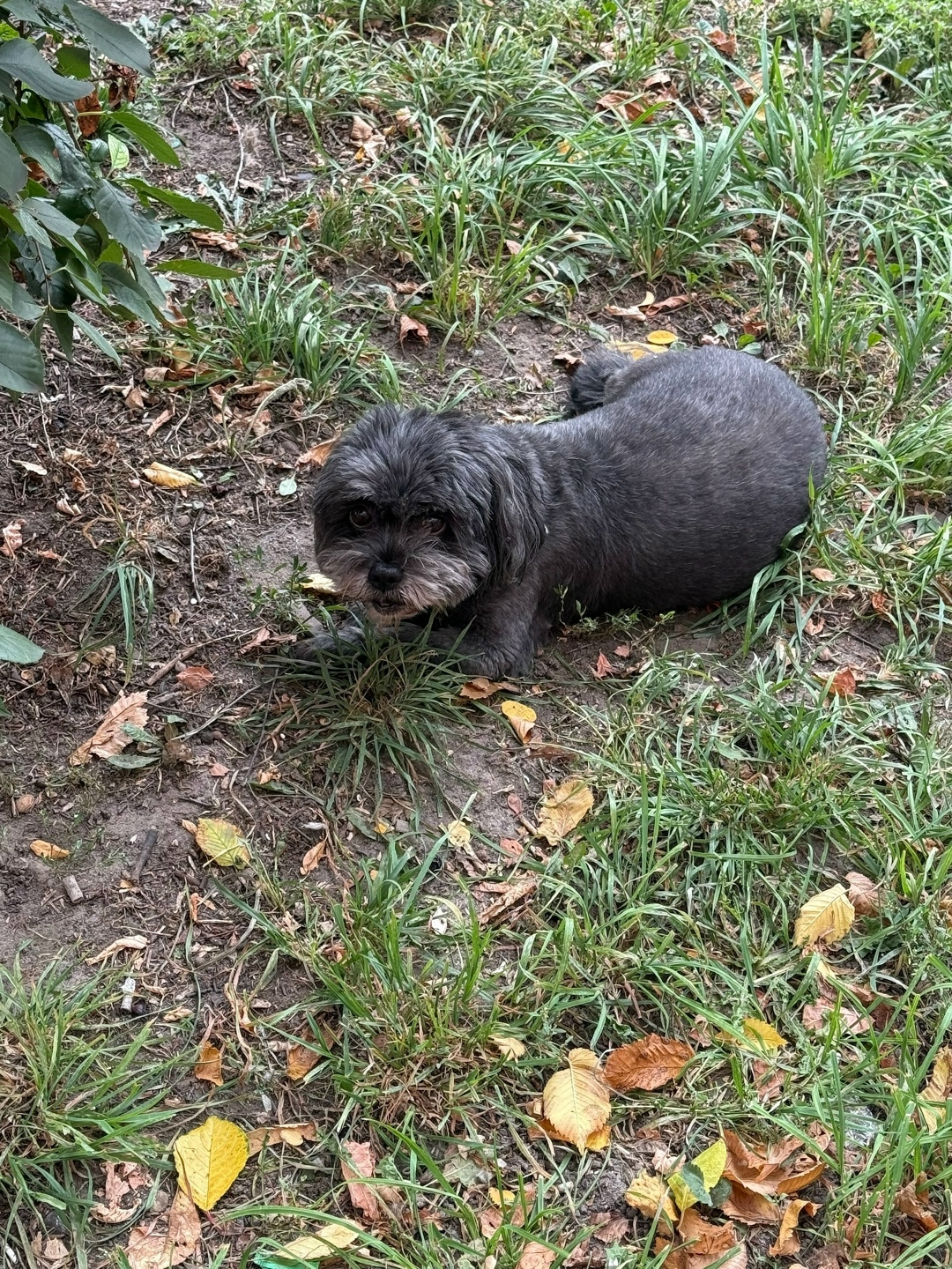 Найдена собака в Курске — фото объявления