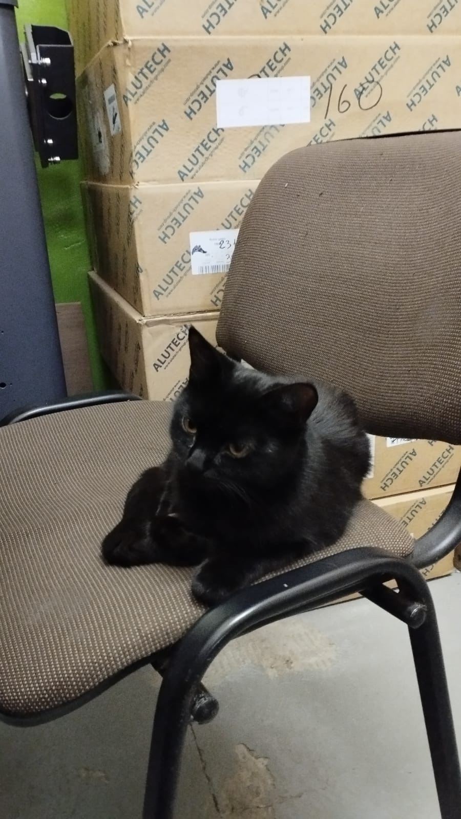 Найдена кошка в Курске — фото объявления