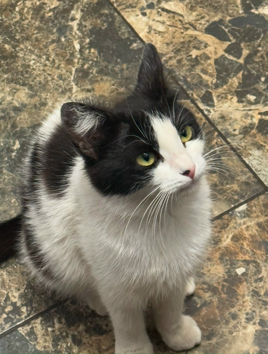 Пропала собака в Курске — фото объявления