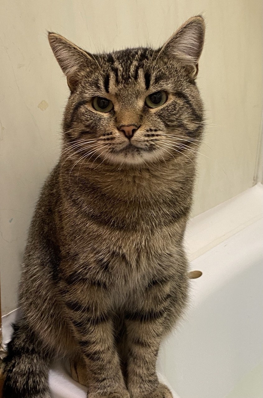 Пропала кошка в Курске — фото объявления