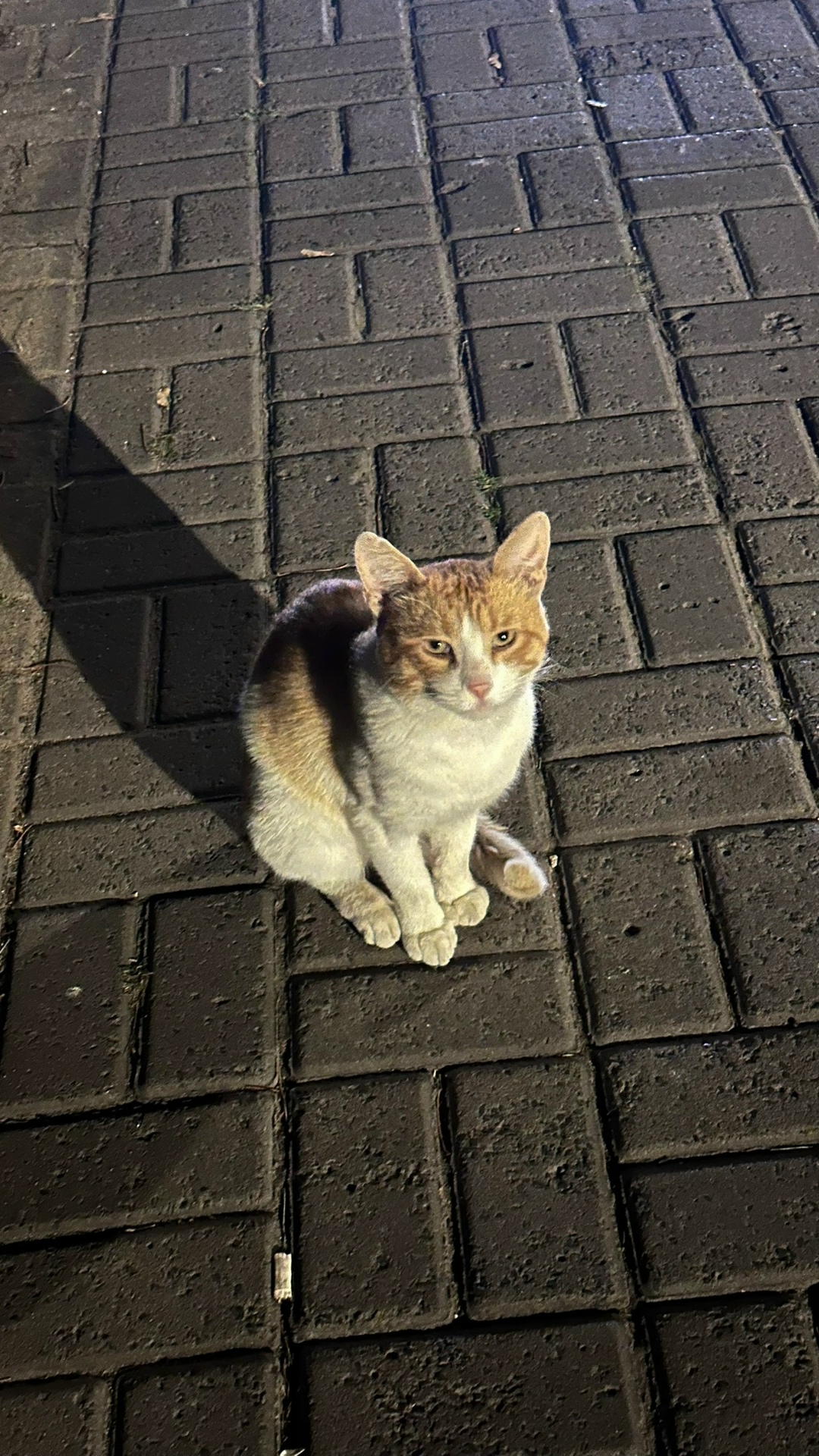 Найдена кошка в Курске — фото объявления