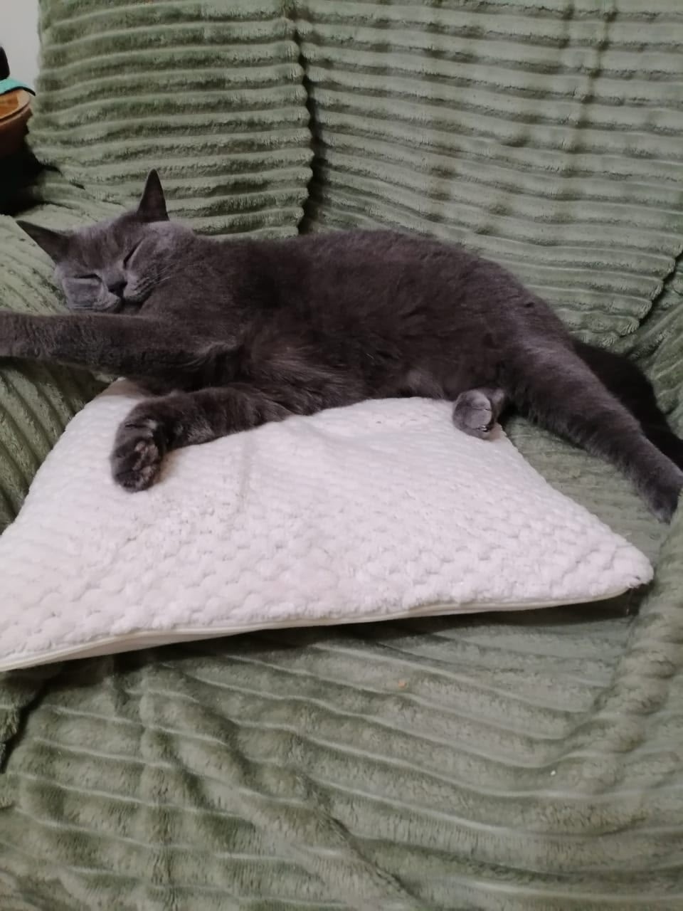 Пропала кошка в Курске — фото объявления