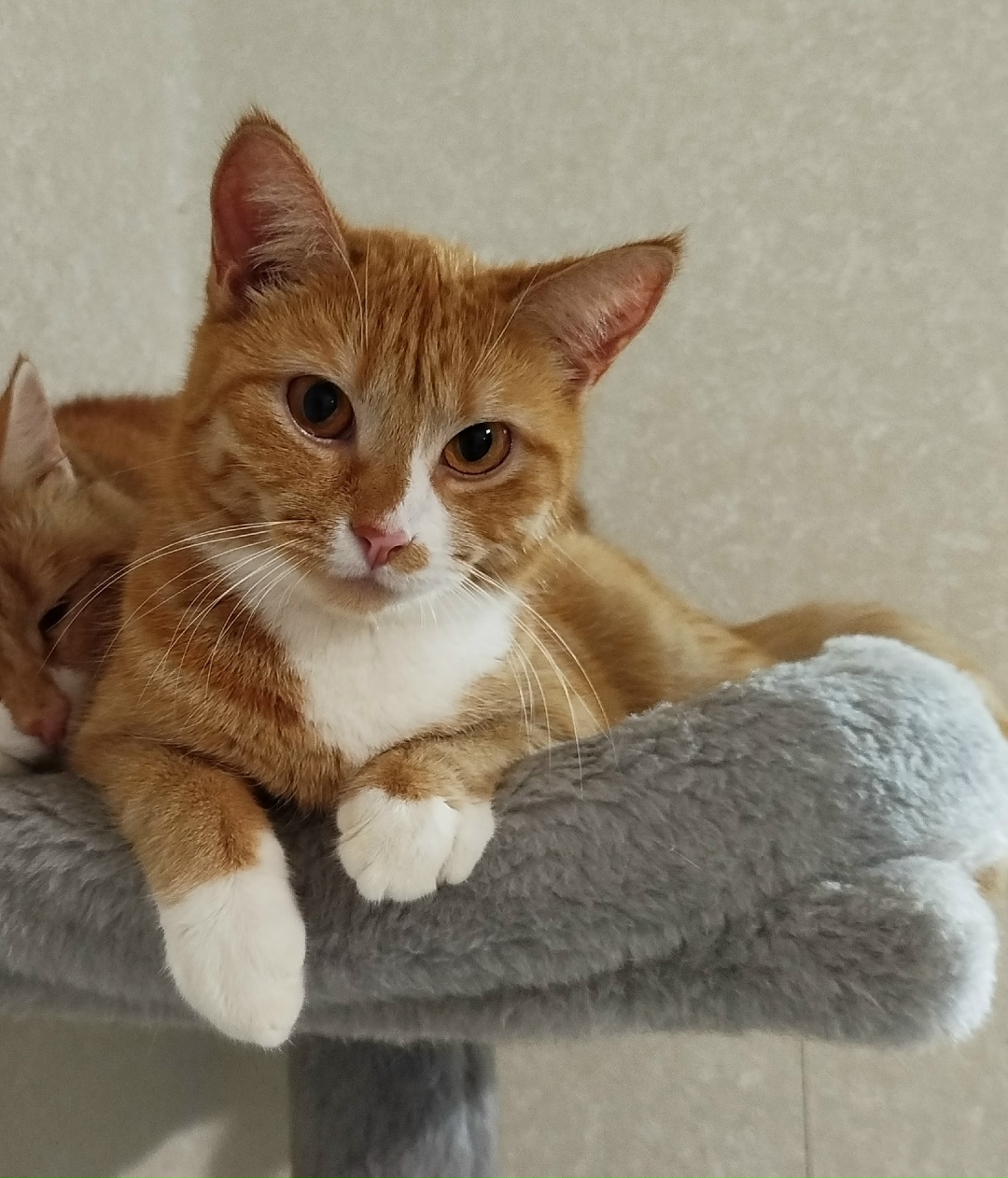 Пропала кошка в Твери — фото объявления