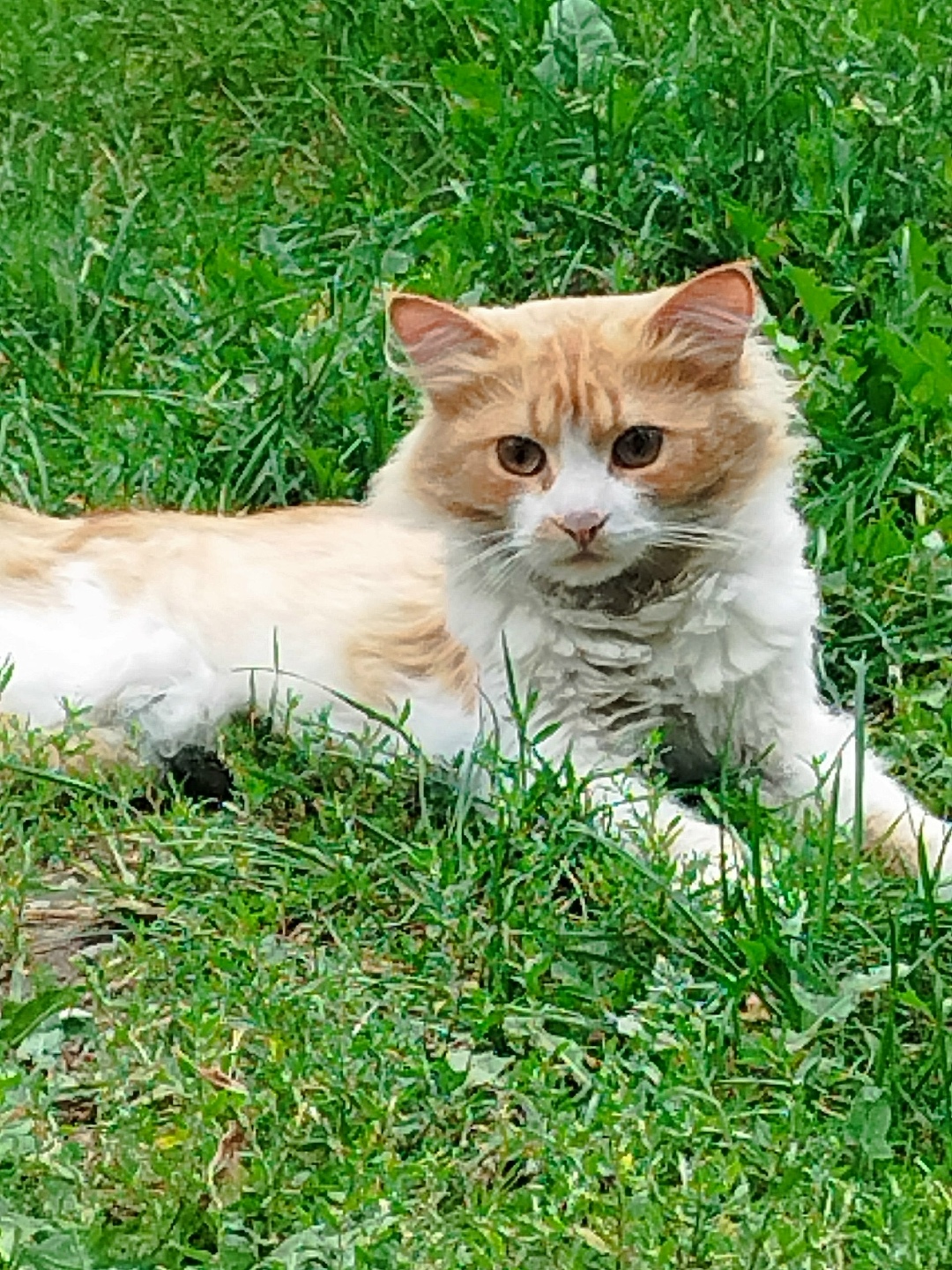 Найдена собака в Твери — фото объявления