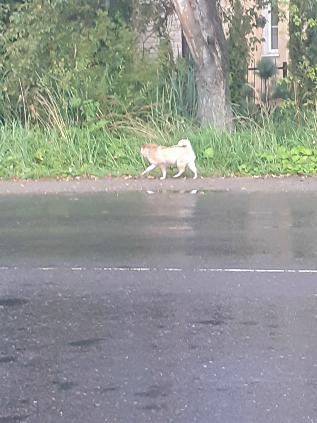 Найдена собака в Твери — фото объявления