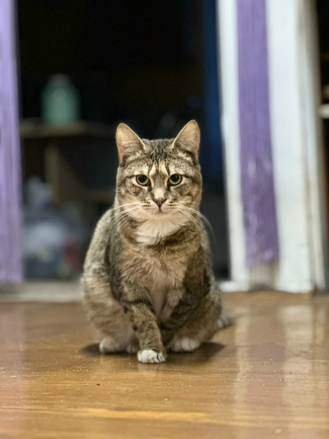 Пропала кошка в Твери — фото объявления