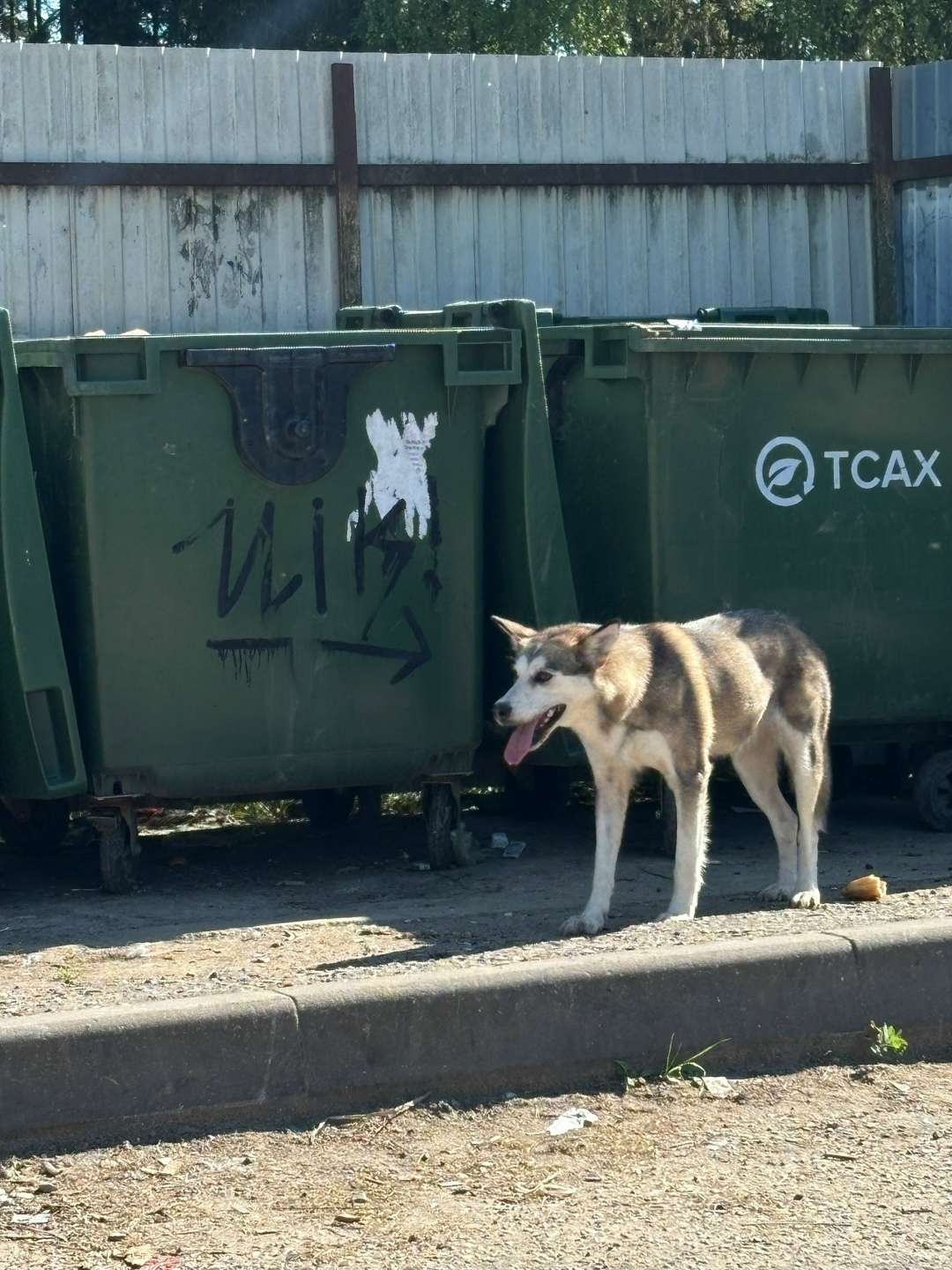 Найдена собака в Твери — фото объявления