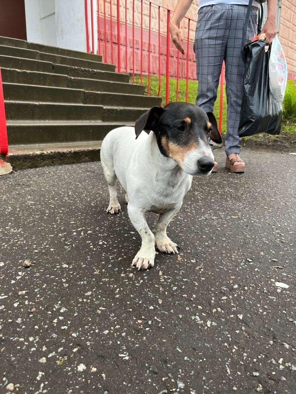 Найдена собака в Твери — фото объявления