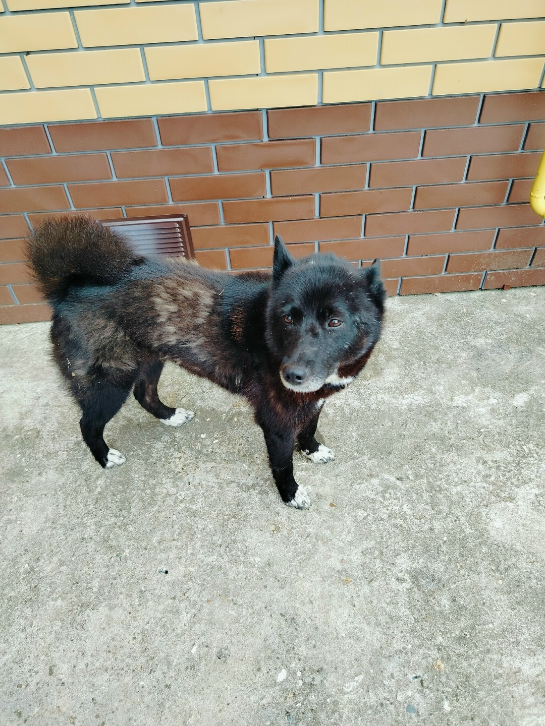 Найдена собака в Твери — фото объявления