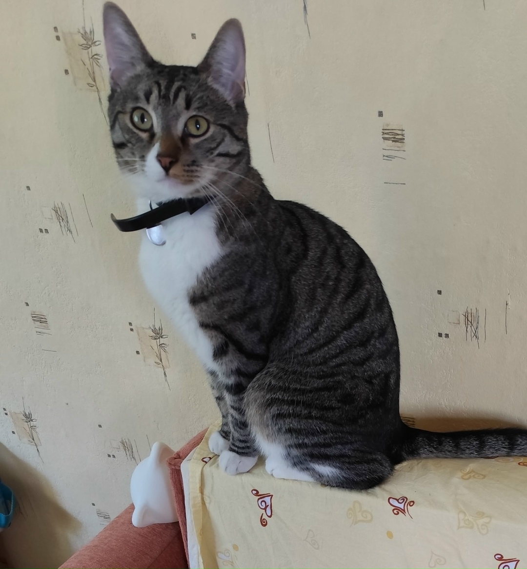 Пропала кошка в Твери — фото объявления