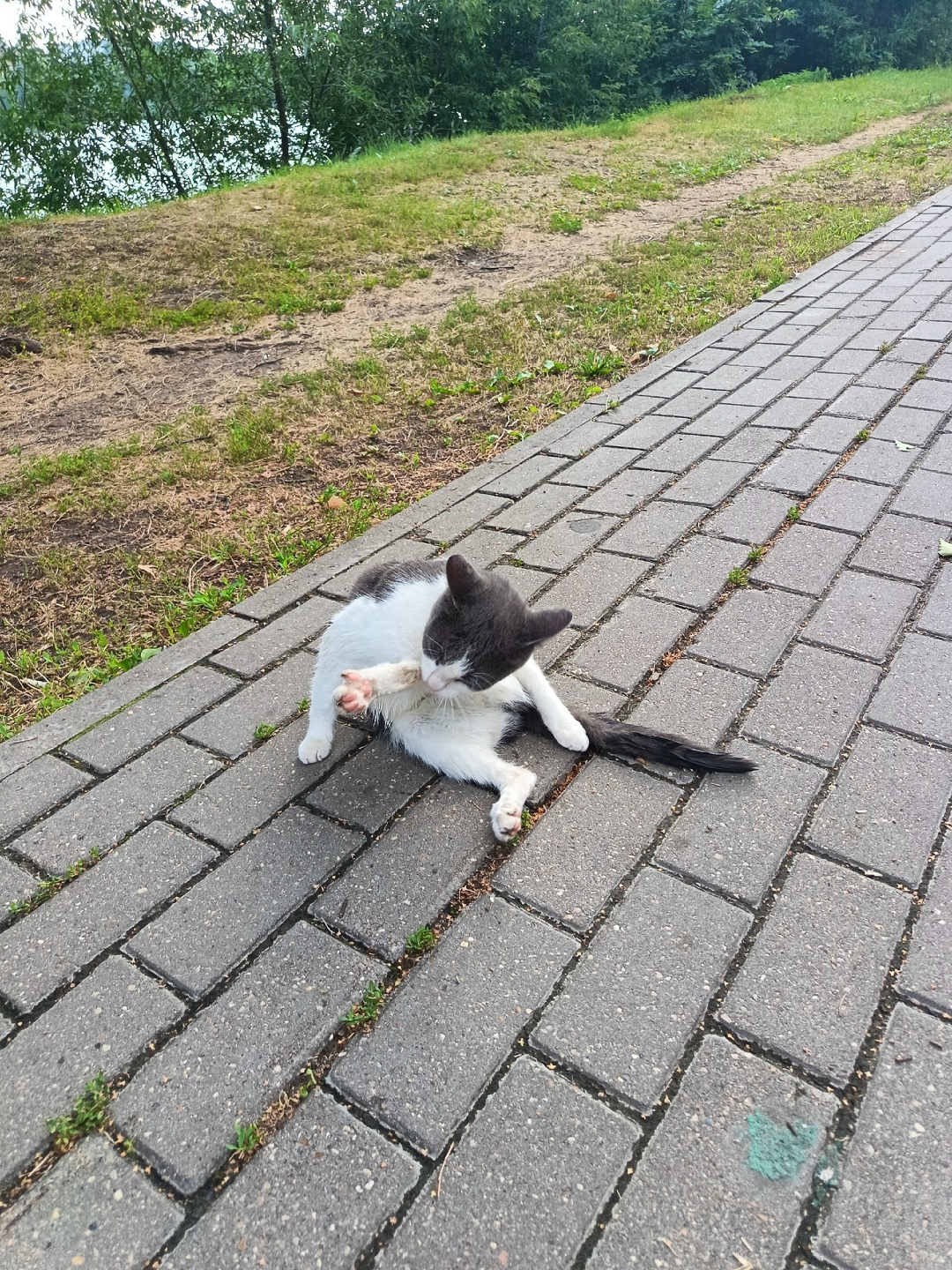 Найдена собака в Твери — фото объявления