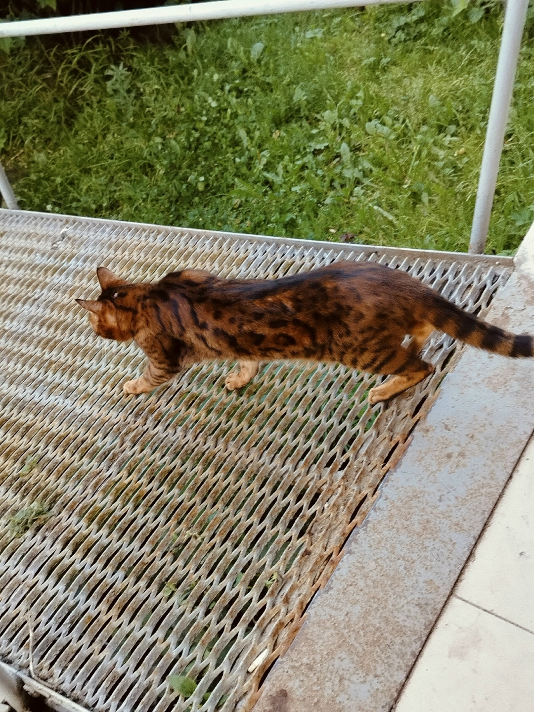 Найдена кошка в Твери — фото объявления