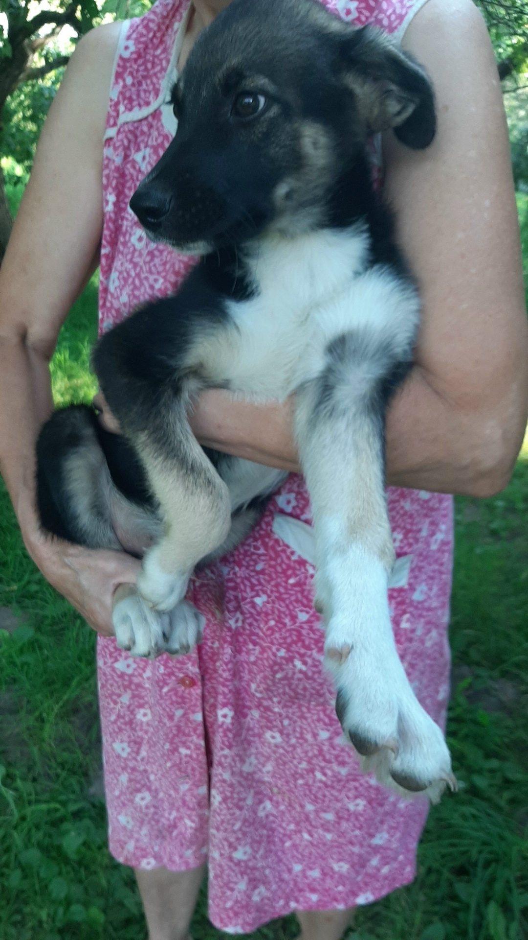 Найдена собака в Твери — фото объявления