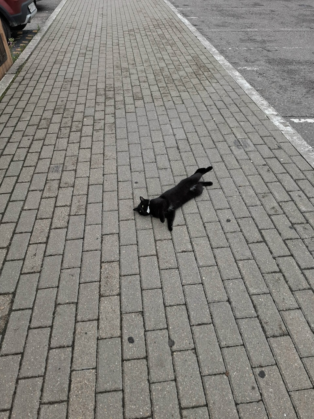 Найдена кошка в Твери — фото объявления