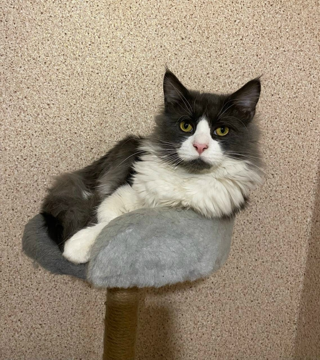 Пропала собака в Твери — фото объявления