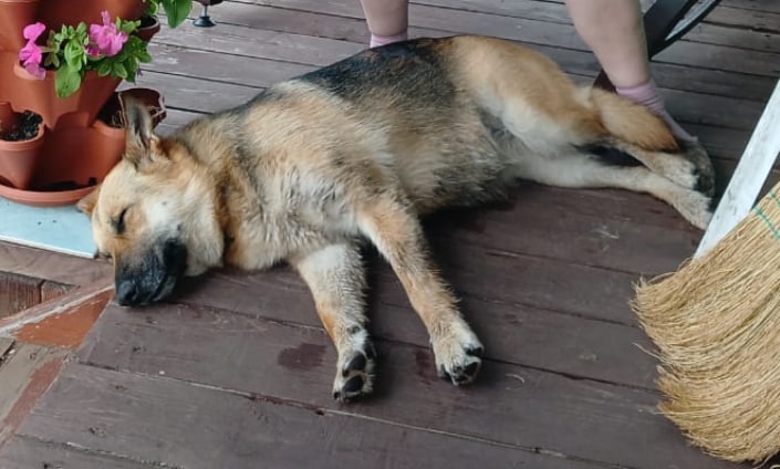 Найдена собака в Твери — фото объявления