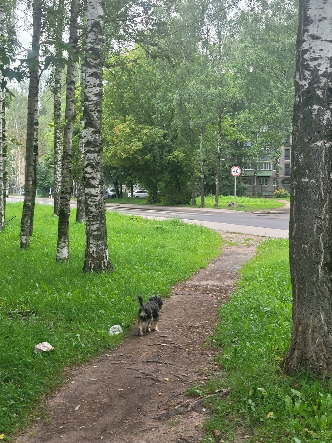 Найдена собака в Твери — фото объявления