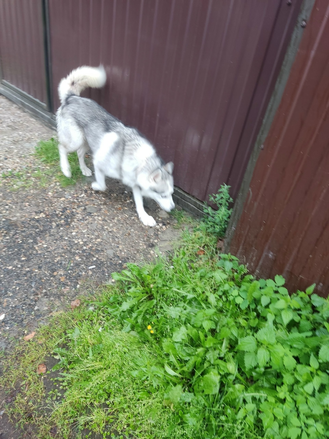 Найдена собака в Твери — фото объявления