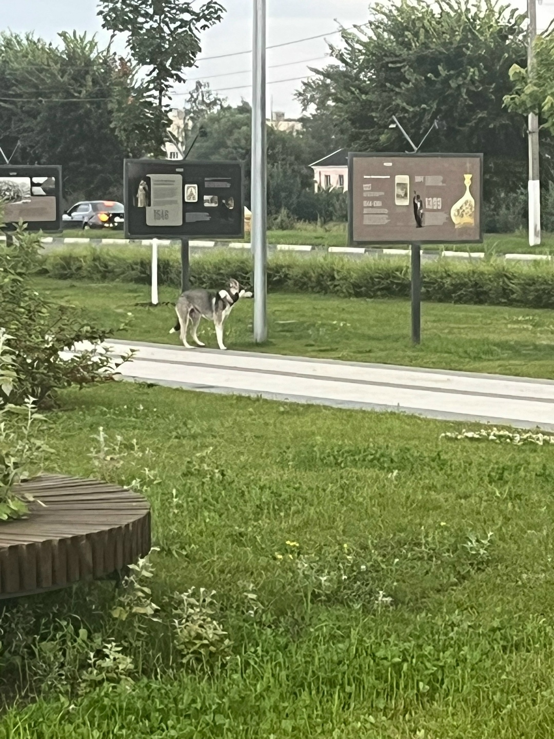 Найдена собака в Твери — фото объявления