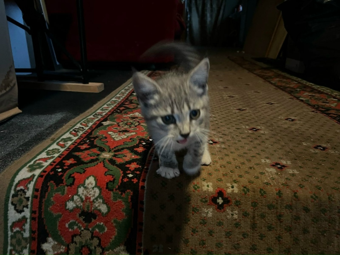 Найдена кошка в Твери — фото объявления