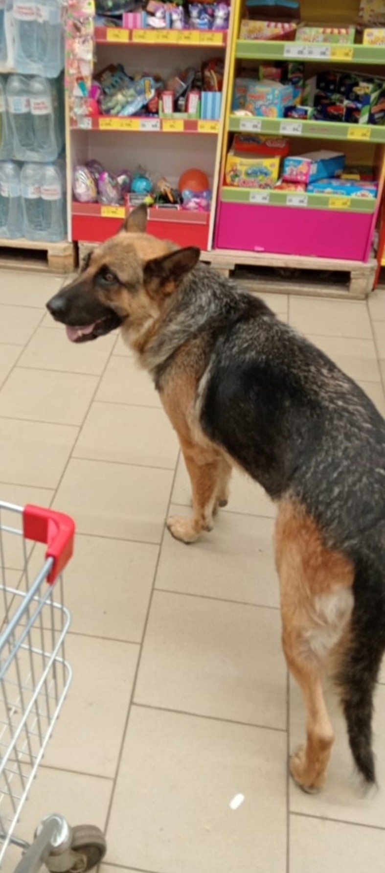 Найдена собака в Твери — фото объявления