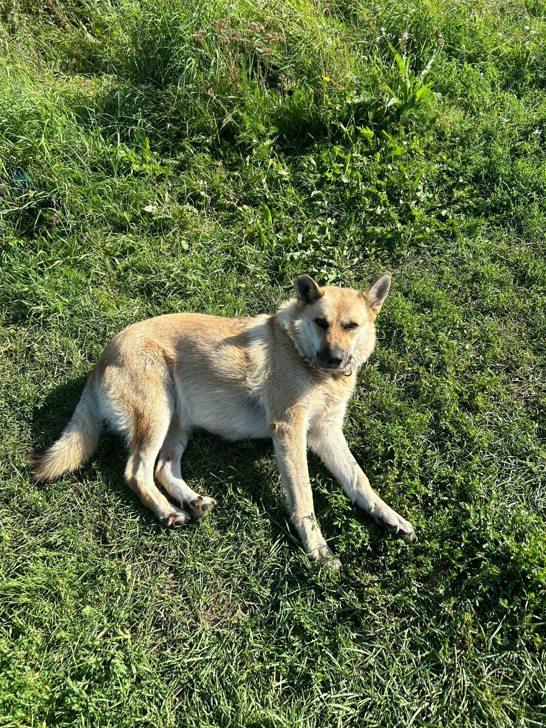 Найдена собака в Твери — фото объявления
