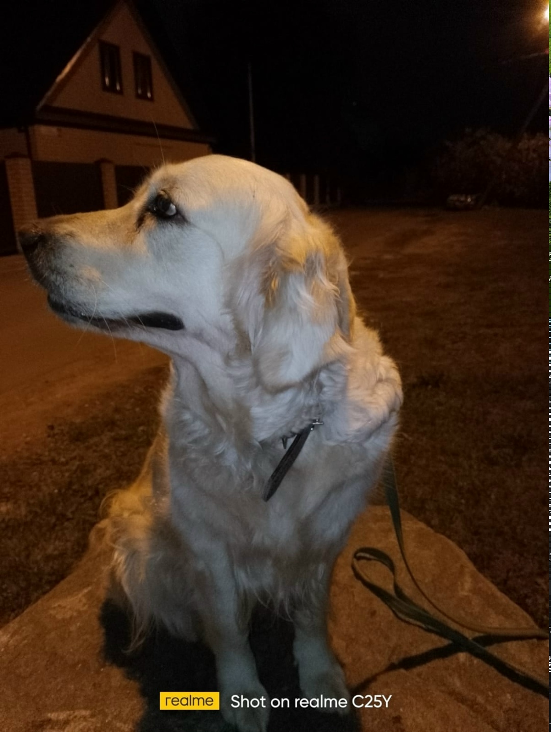 Пропала собака в Твери — фото объявления