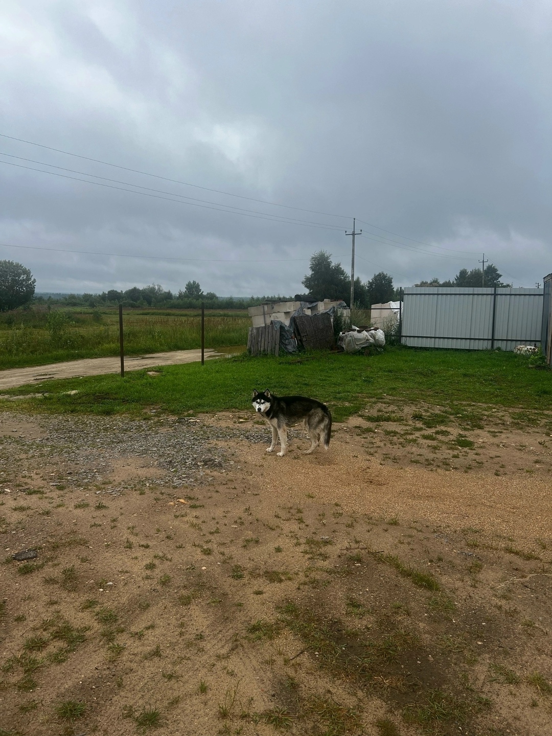 Найдена собака в Твери — фото объявления