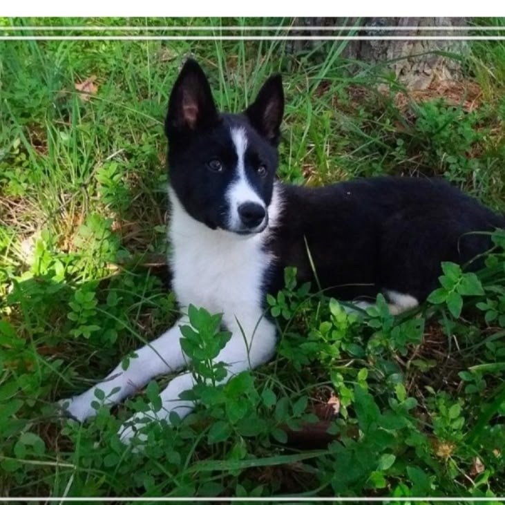 Найдена собака в Твери — фото объявления