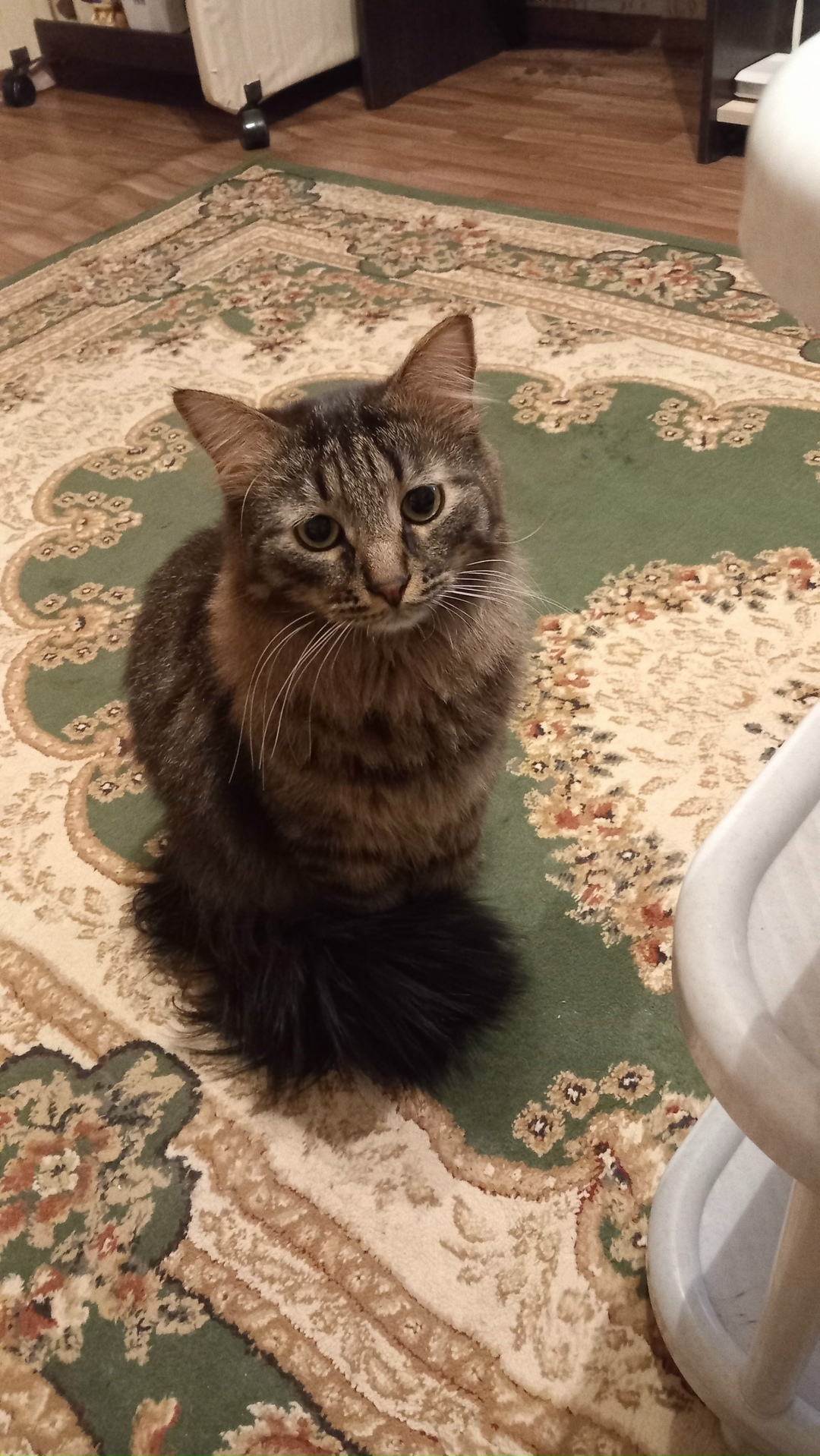 Пропала кошка в Твери — фото объявления