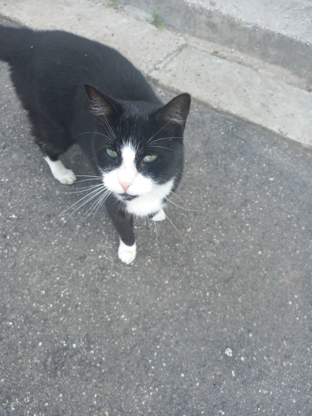 Найдена кошка в Твери — фото объявления