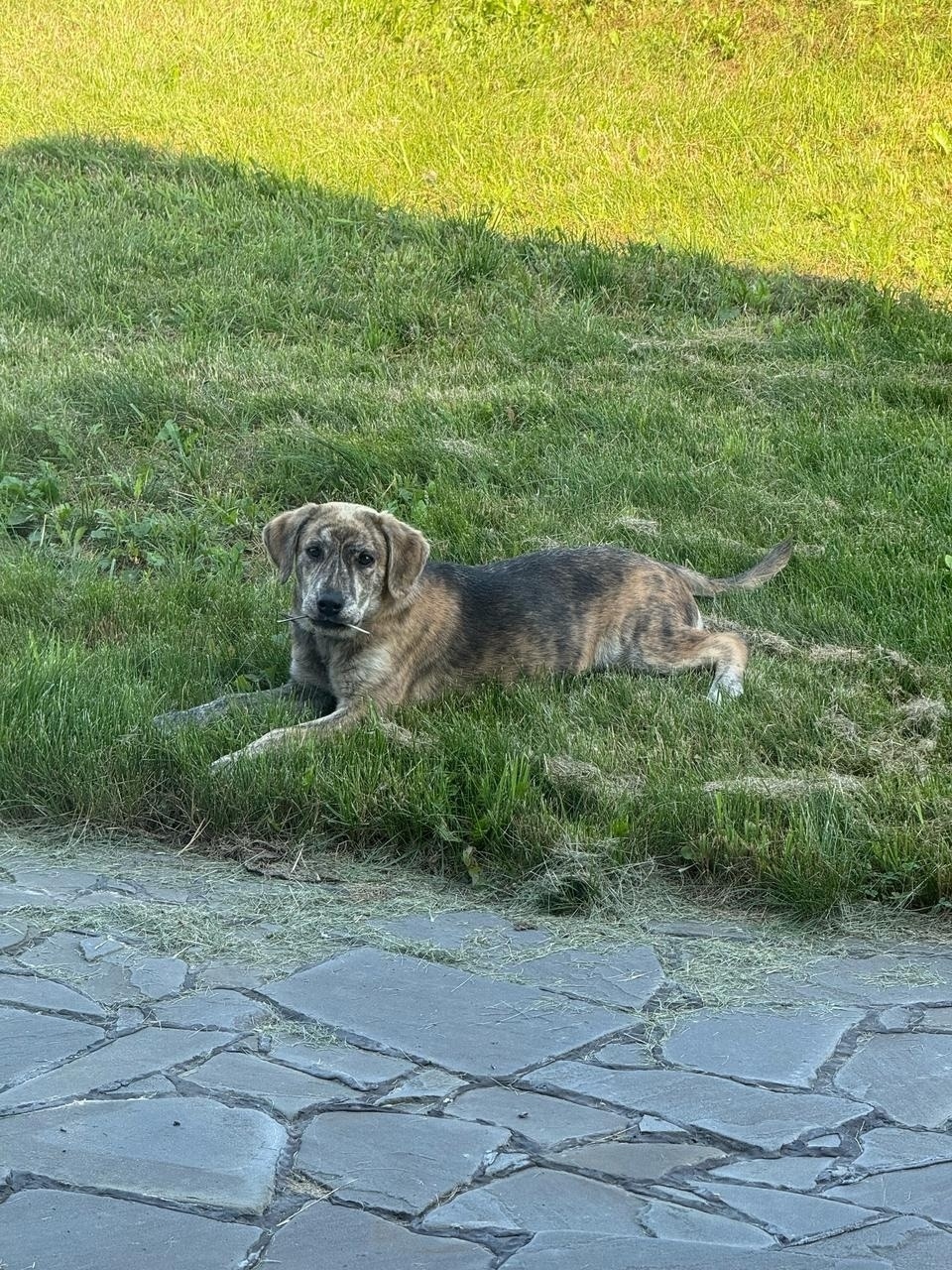 Найдена собака в Твери — фото объявления