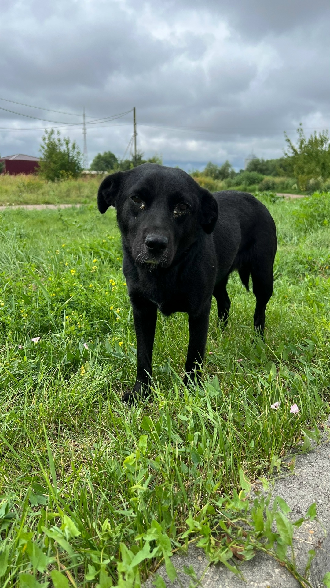 Найдена собака в Твери — фото объявления